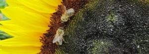 Imkerei Bienenhort Suderwich Recklinghausen – Bienen auf Sonnenblume