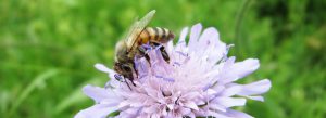 Imkerei Bienenhort Suderwich Recklinghausen – Biene auf Wiesenwitwenblume