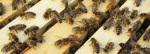Imkerei Bienenhort Suderwich Recklinghausen – Bienen auf Honigrahmen