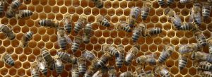 Imkerei Bienenhort Suderwich Recklinghausen – Bienen auf Honigwabe