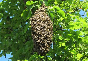 Imkerei Bienenhort Suderwich Recklinghausen – Bienenschwarm