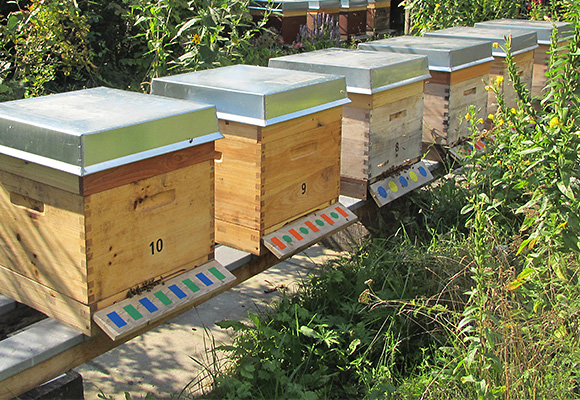 Imkerei Bienenhort Suderwich Recklinghausen – Bienenstöcke