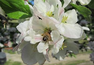 Imkerei Bienenhort Suderwich Recklinghausen – Honigbiene auf Apfelblüte