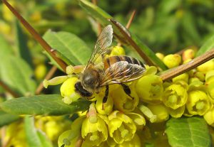 Imkerei Bienenhort Suderwich Recklinghausen – Honigbiene auf Berberitze