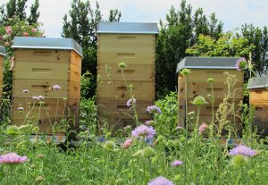 Imkerei Bienenhort Suderwich Recklinghausen – Bienenstöcke