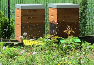 Imkerei Bienenhort Suderwich Recklinghausen – Bienenstöcke