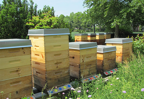 Imkerei Bienenhort Suderwich Recklinghausen – Bienenstöcke