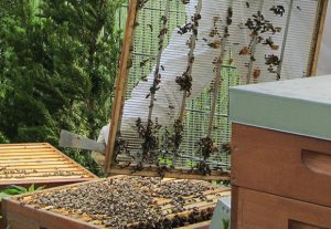 Imkerei Bienenhort Suderwich Recklinghausen – Arbeiten am Bienenstock