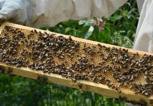 Imkerei Bienenhort Suderwich Recklinghausen – Bienen auf Honigwabe