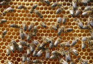 Imkerei Bienenhort Suderwich Recklinghausen – Bienen auf Honigwabe