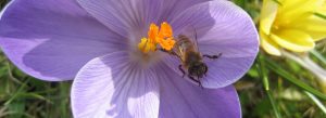 Imkerei Bienenhort Suderwich Recklinghausen – Biene auf Krokusblüte