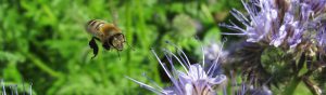 Imkerei Bienenhort Suderwich Honigbiene