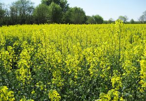 Rapsfeld in voller Blüte