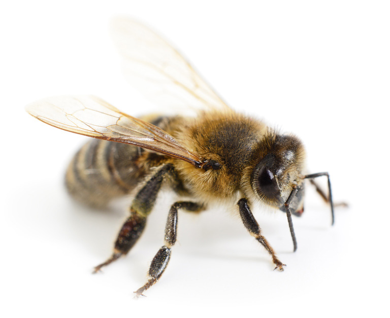 Imkerei Bienenhort Suderwich Recklinghausen – Honigbiene