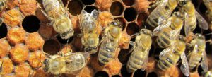 Honigbienen der Imkerei Bienenhort Suderwich in Recklinghausen