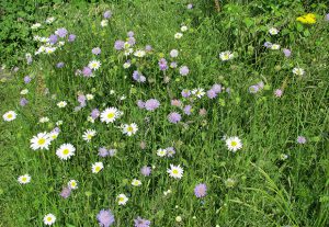 Blumenwiese der Imkerei Bienenhort Suderwich Recklinghausen