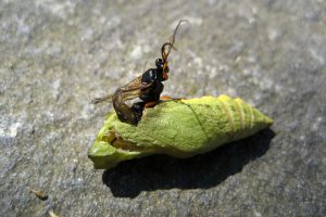 Imkerei Bienenhort Suderwich Schlupfwespe