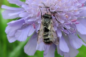 Imkerei Bienenhort Suderwich Wildbiene