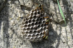 Imkerei Bienenhort Suderwich Wespennest