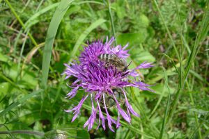 Imkerei Bienenhort Suderwich Wildbiene