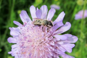 Imkerei Bienenhort Suderwich Wildbiene
