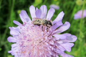 Imkerei Bienenhort Suderwich Wildbiene