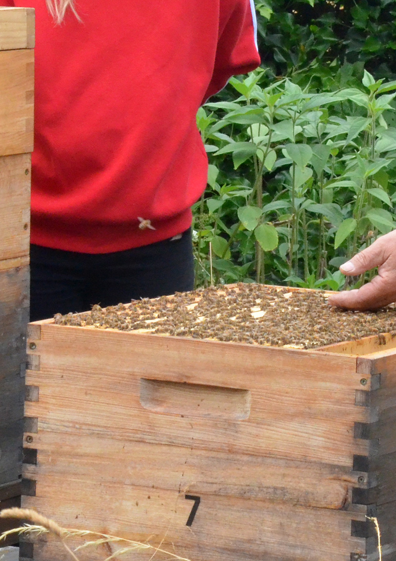 Bienenpatenschaft Bienenhort Suderwich Imkereibesuch im Bienenhort Suderwich