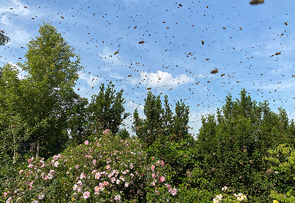 Bienenschwarm Imkerei Bienenhort Suderwich Recklinghausen