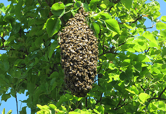 Bienenschwarm Imkerei Bienenhort Suderwich Recklinghausen