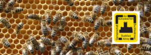 Imkerei BIENENHORT SUDERWICH Buckfast-Bienen