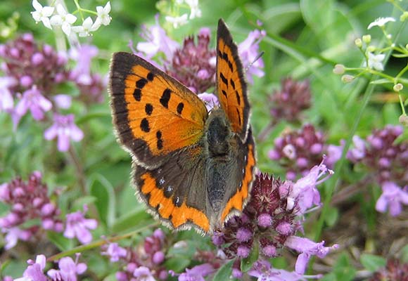 Tagfalter Feuervogel auf Oregano im Bienenhort Suderwich