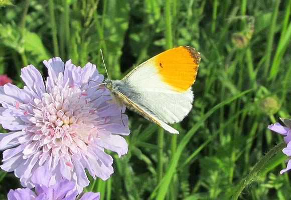 Aurorafalter auf Blumenwiese im Bienenhort Suderwich