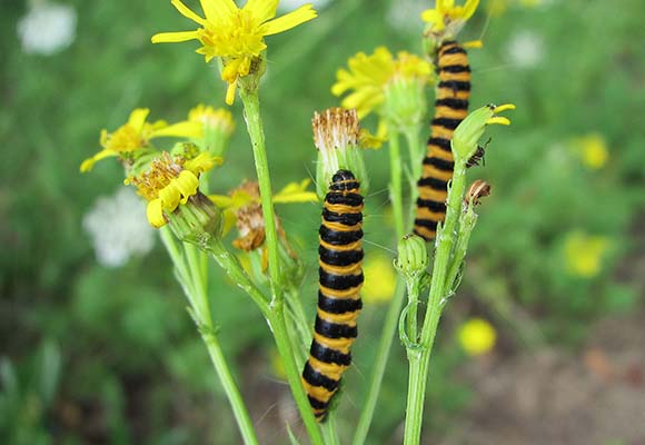 Raupen Jakobskrautbär auf wilder Wiese