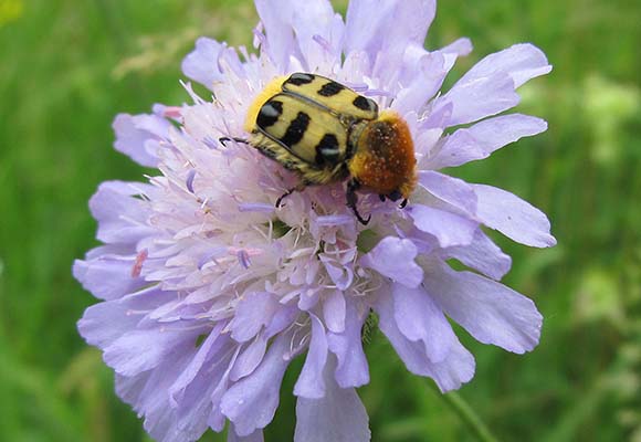 Pinselkäfer auf Blumenwiese im Bienenhort Suderwich