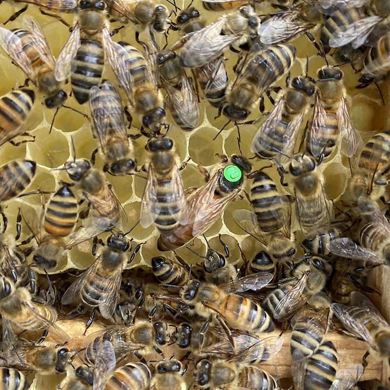 Imkerei BIENENHORT SUDERWICH Bienenvolk mit Königin