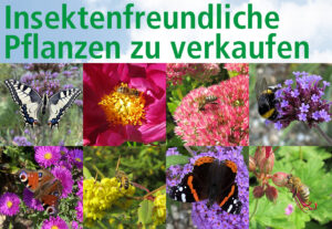 Bienenfreundliche Gartenstauden, Ziersträucher, Blühpflanzen zu verkaufen